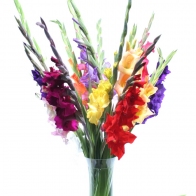Gėlių pristatymas Tauragėje Įvairių spalvų kardelių puokštė